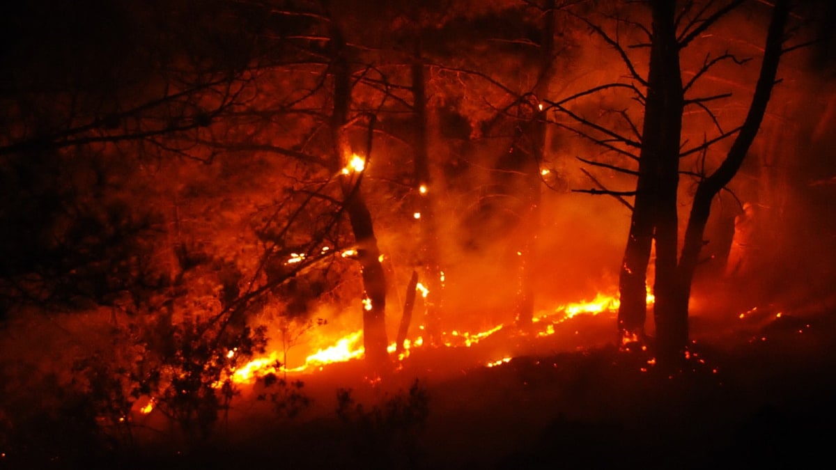 Bodrum&#x27;daki orman yangını korkuttu