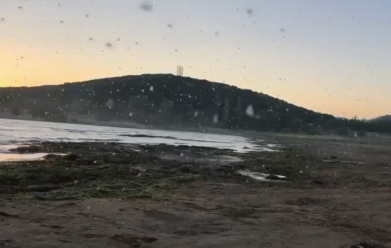 Eğirdir Gölü'nde sinek istilası başladı