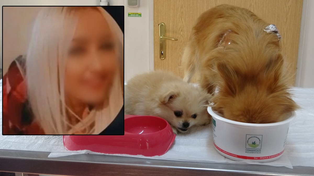 Eski sevgili paylaştı: Köpeklere işkence