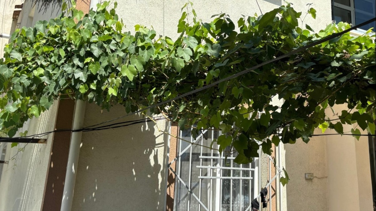 Bursa'da bebeği ölümden üzüm asması korudu