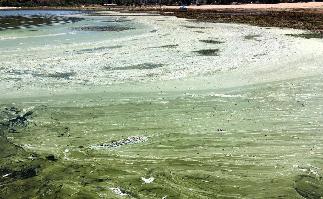 Eğirdir Gölü'nde alg patlamasının ardından yeni tehlike...