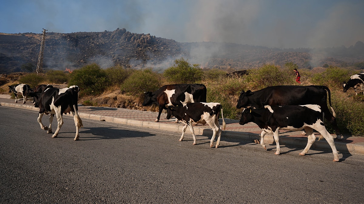 �zmir�de b�y�k yang�n� Evler k�l oldu