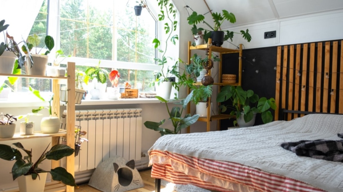 Hangi bitkiler hangi odalar için uygundur?