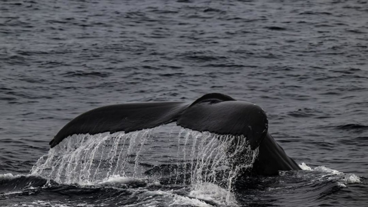 Alet yapıp kullandığı tespit edilen balinalar şaşkınlık yarattı