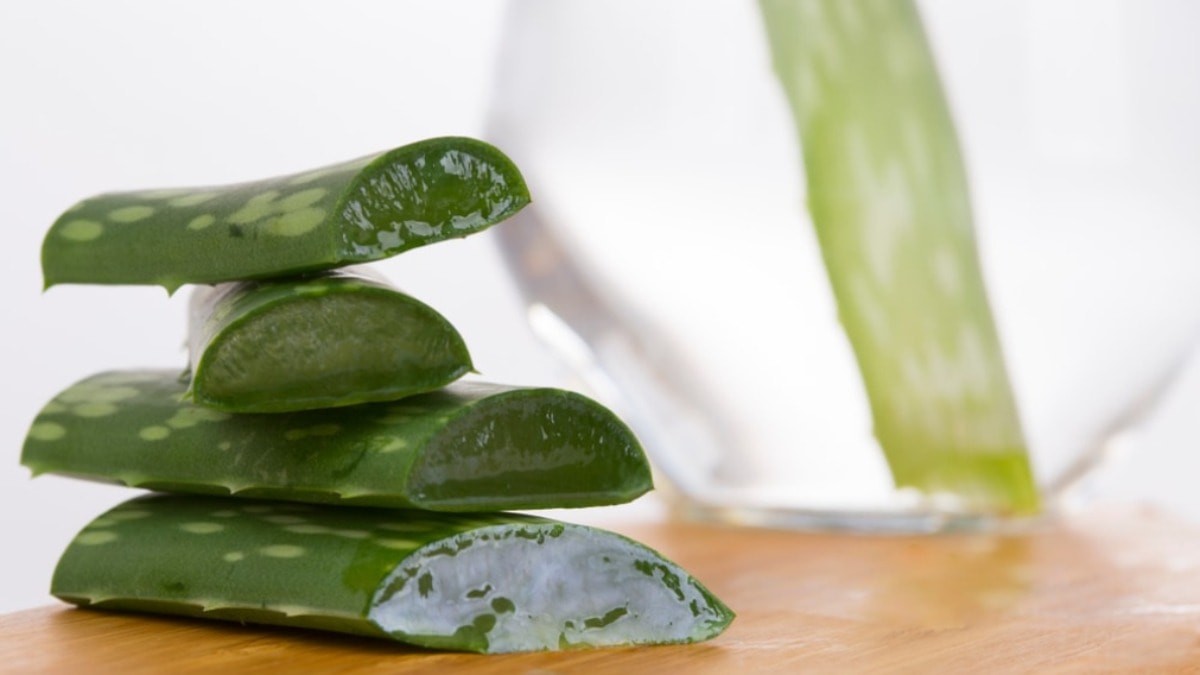 Aloe vera nedir? Aloe vera faydaları nelerdir?