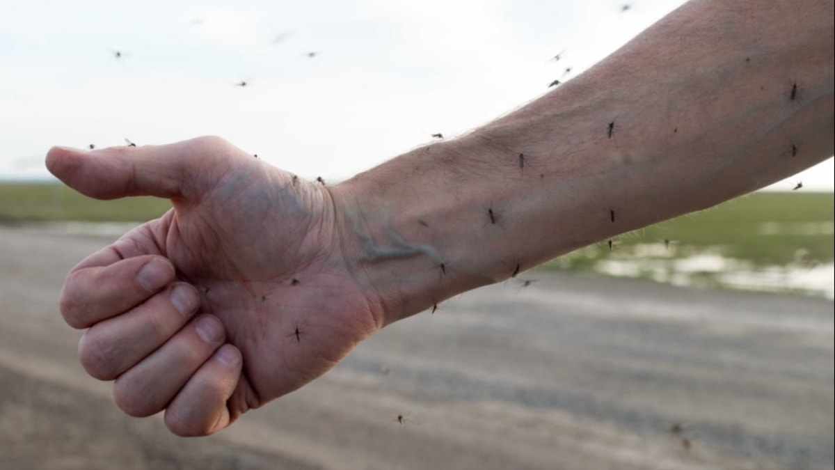 Neden sivrisinekler bazı insanları daha fazla ısırır?