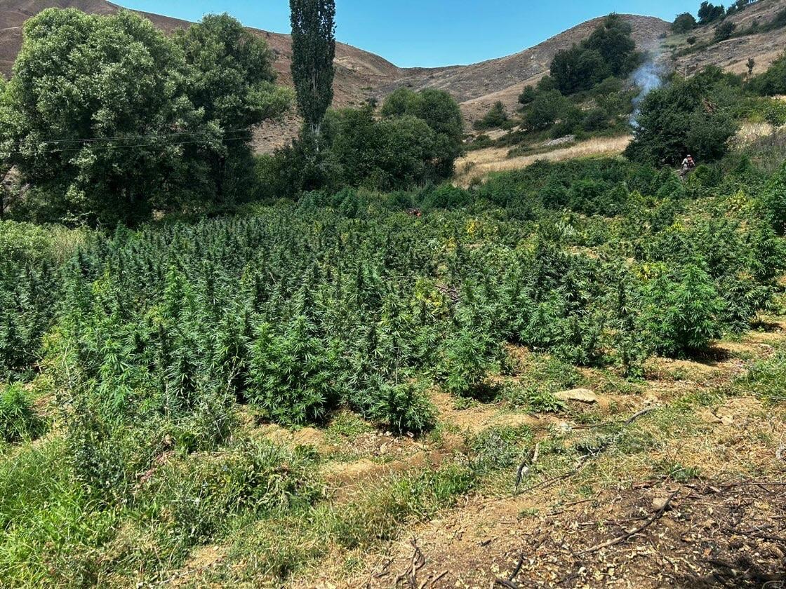 Orman gibi... Milyonlarca kök kenevir ele geçirildi