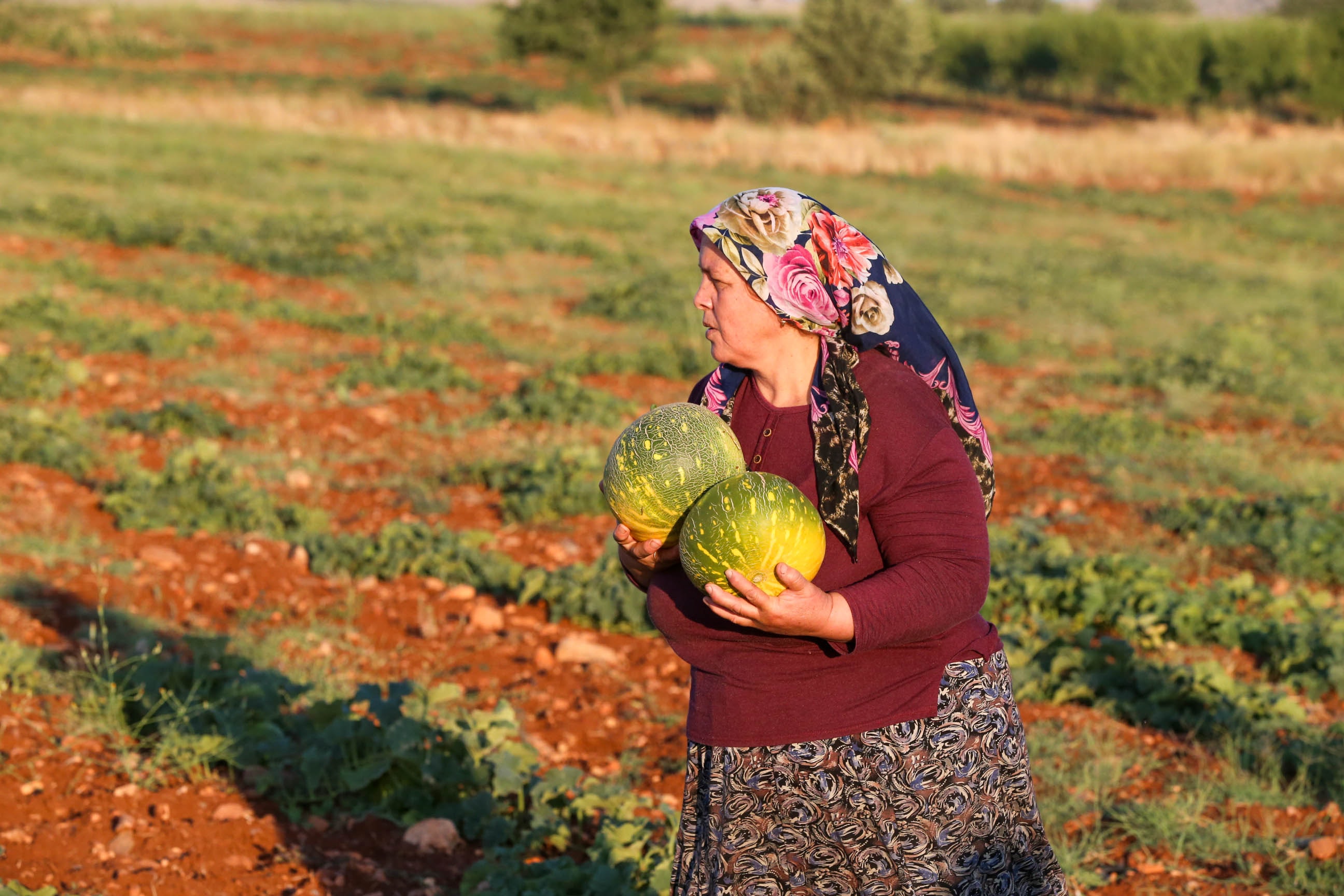 Ata tohumlarından üretilen kavunda hasat mesaisi