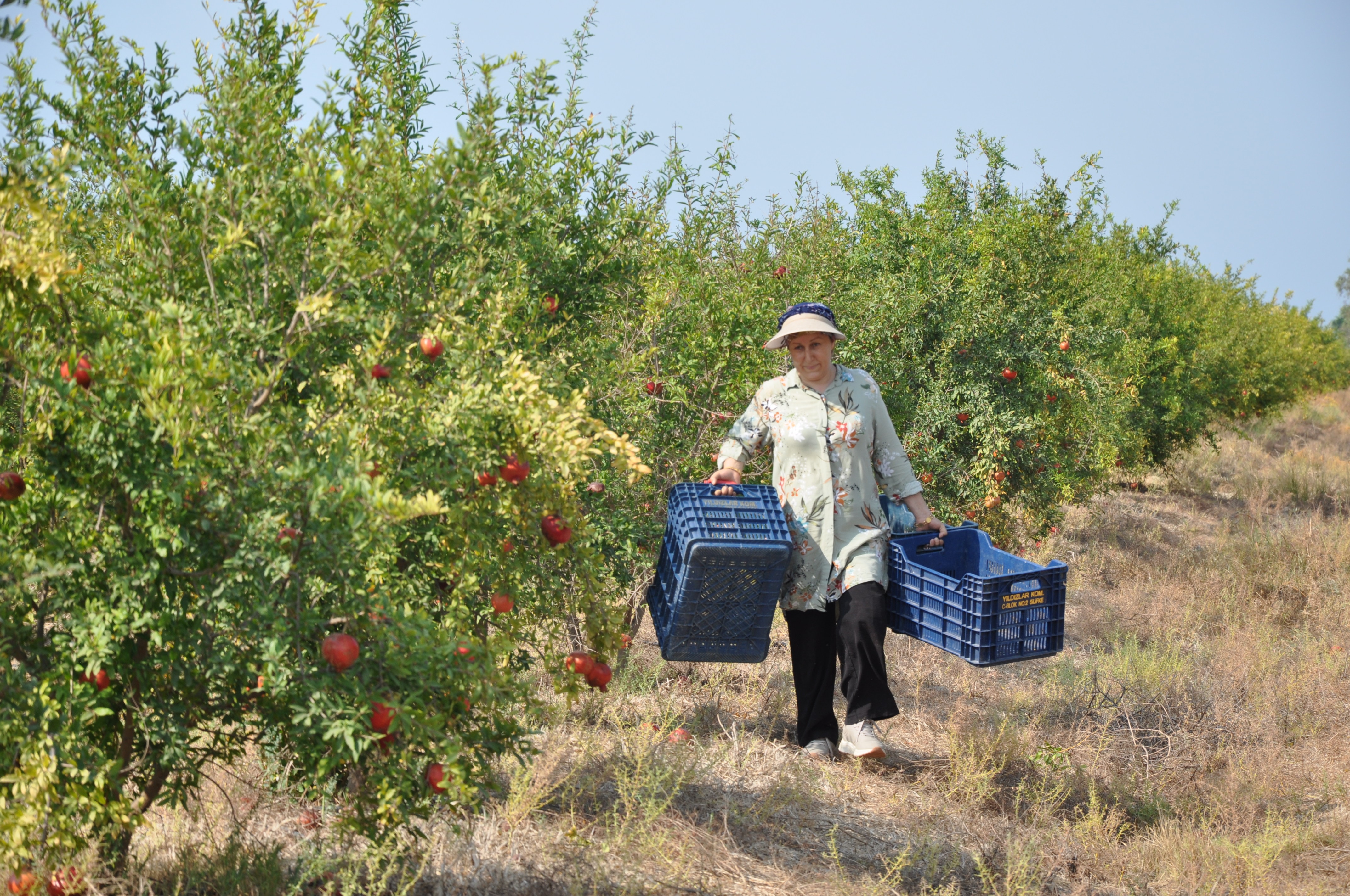 Mersin'de nar üreticisinin hasat mesaisi başladı