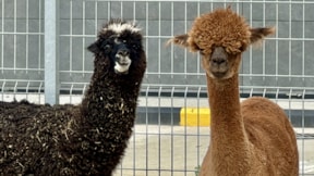 Kanguru, alpaka, uçan sincap... Sınırda yakalandılar