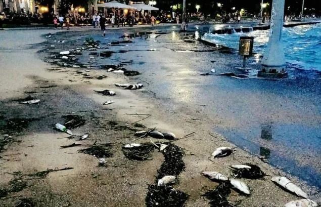 Ege Denizi'nde binlerce tatlı su balığı karaya vurdu, panik yaşandı