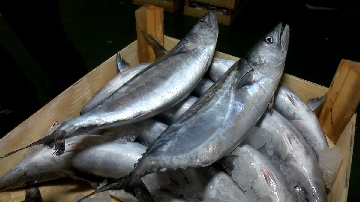 Palamutta artış bekleniyor: Balık av yasağı ne zaman bitiyor?