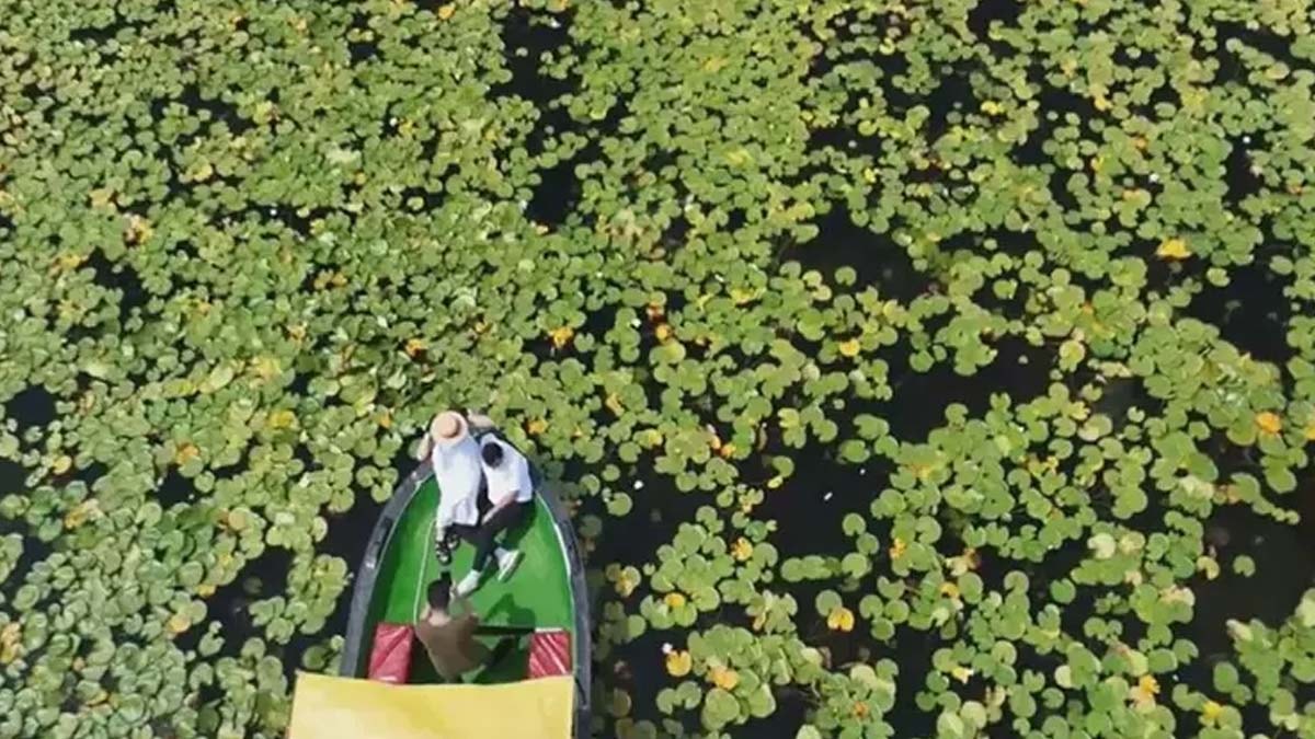 Beyşehir Gölü'nde açan nilüferler büyüledi