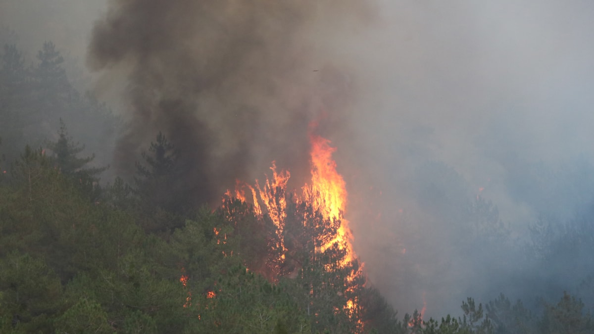Bolu'da büyük yangın: Gözaltılar var