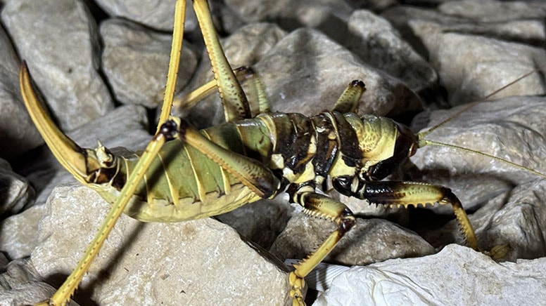 Nemrut Dağı'nda etçil çekirge görüldü: Büyüklüğü şaşırttı