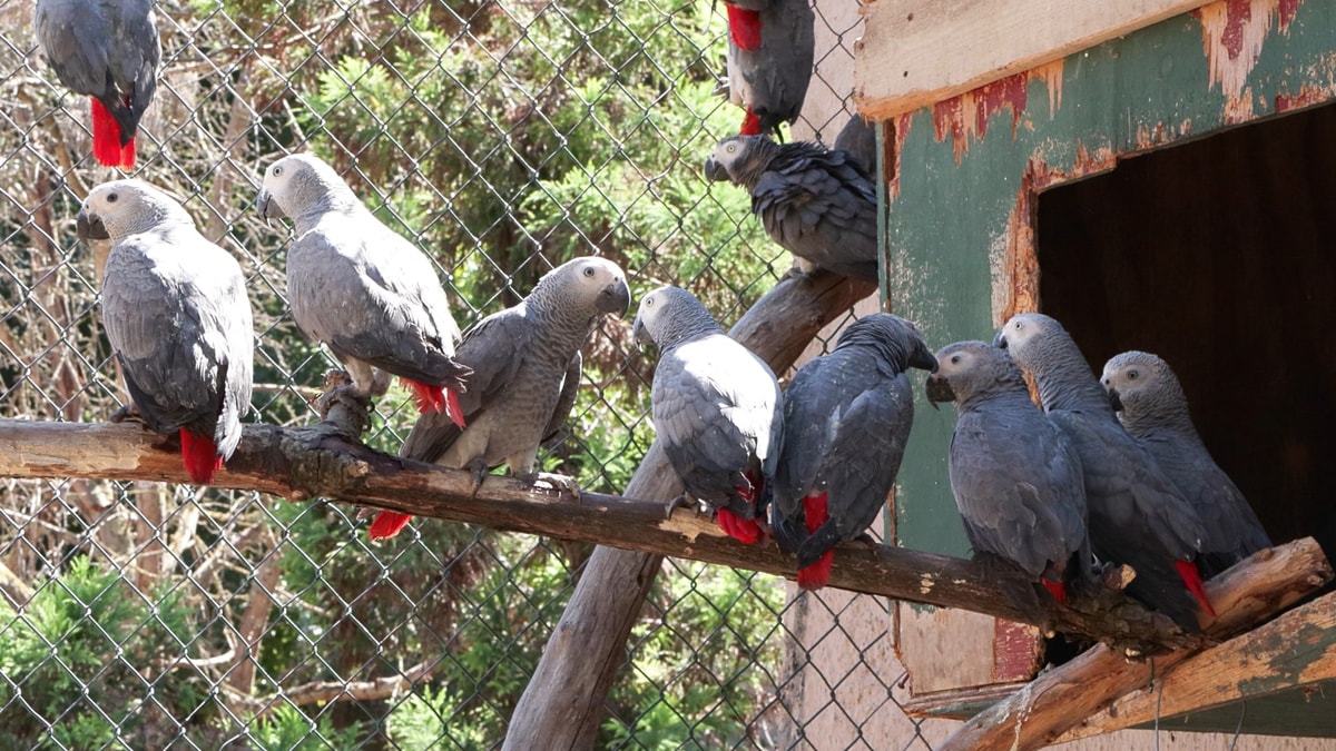 Ülkeden çıkışı yasak olan 309 Jako türü papağan ele geçirildi