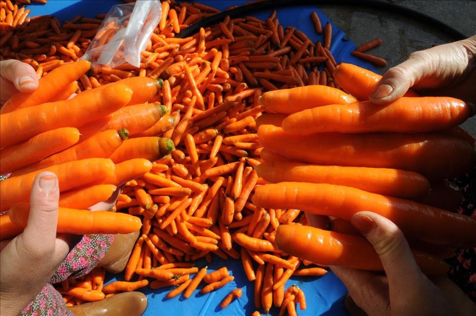 Havuçta üretici ile market arasındaki fiyat farkı yüzde 420,5