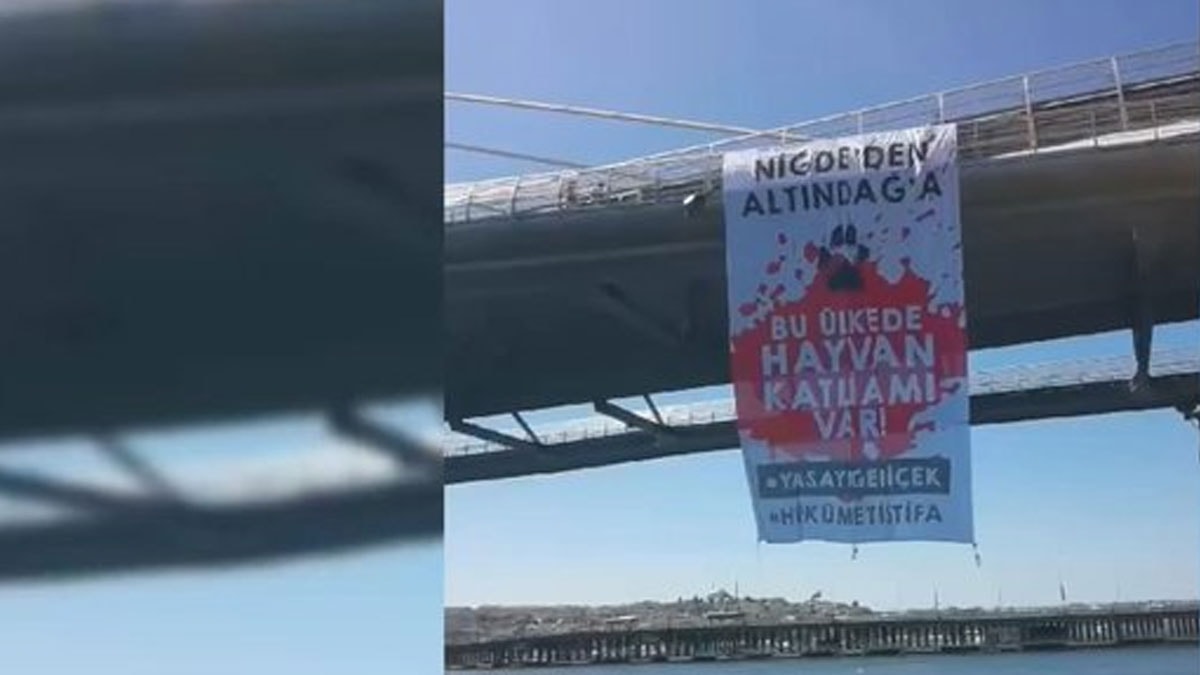 Haliç'te sokak hayvanları protestosu: Hükümet istifa