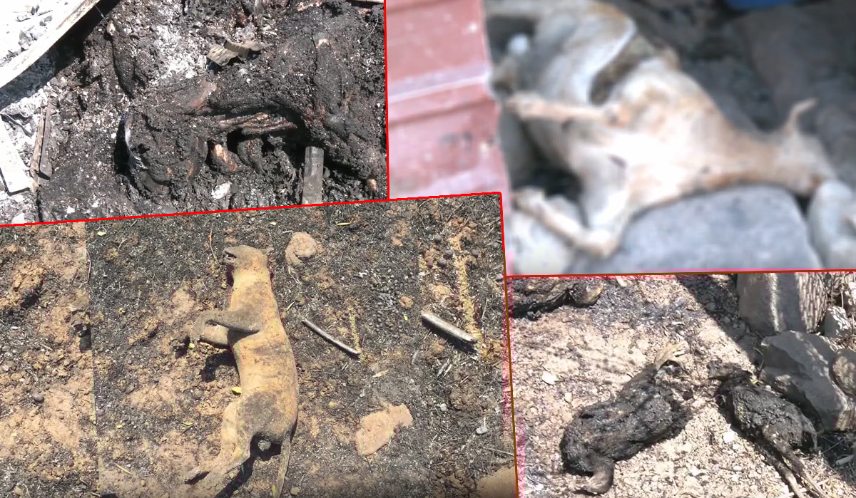 Yangın felaketinde hayvanlarını kaybedenler yardım bekliyor