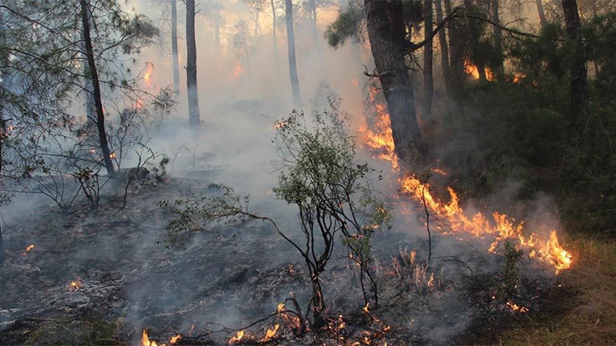 İzmir Karşıyaka'da orman yangını