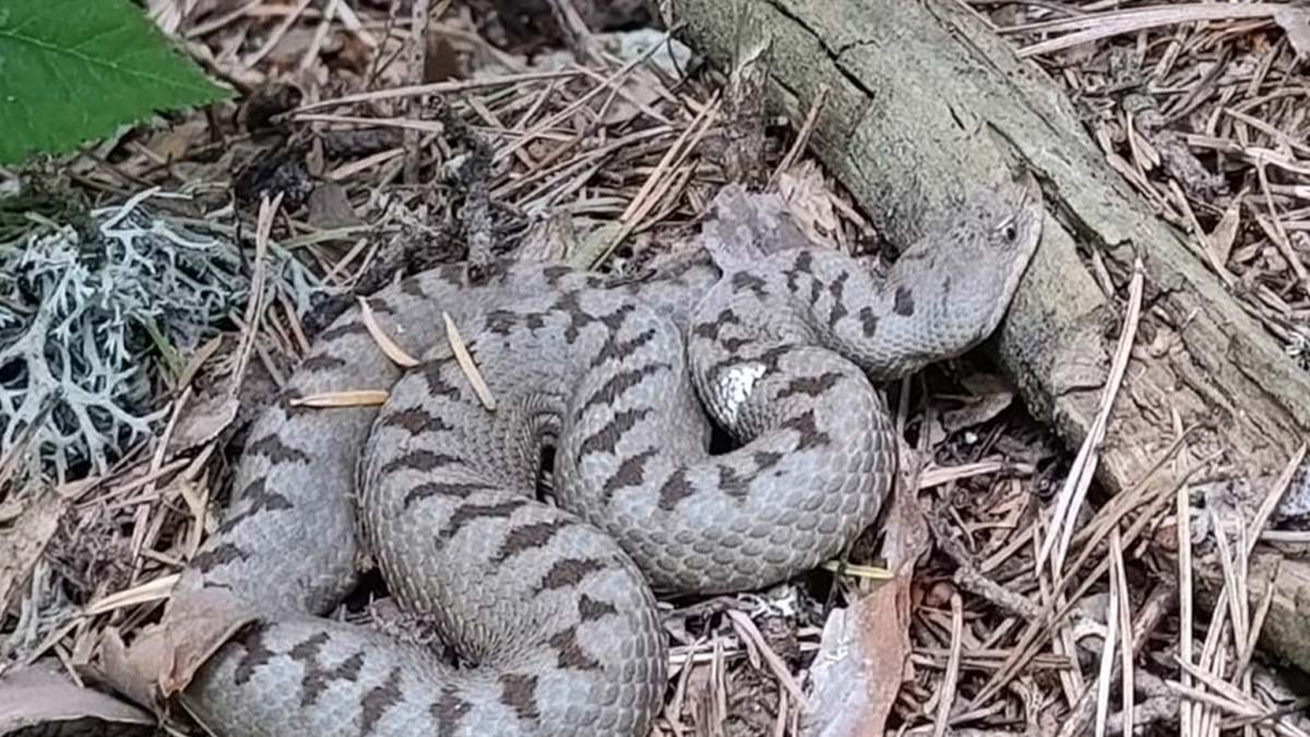 Nadir rastlanan Kafkas boynuzlu engerek görüntülendi