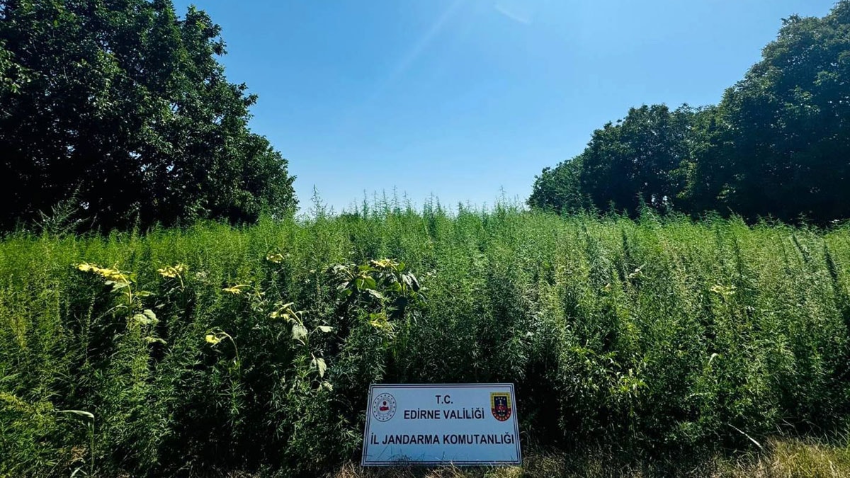 Edirne’de 120 bin kök Hint keneviri ele geçirildi