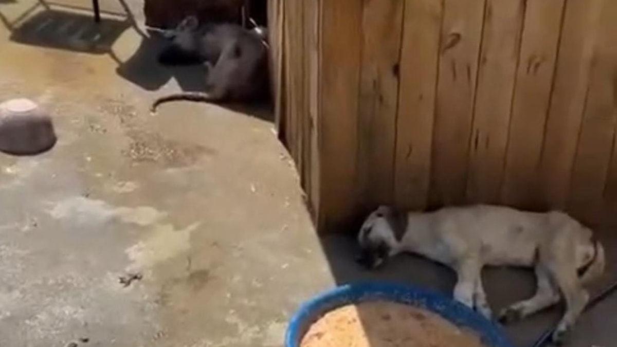 Ankara Altındağ'da beş köpek daha ölü bulundu