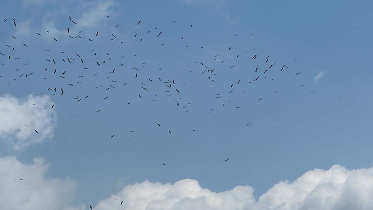 Leyleklerin göç serüveni başladı