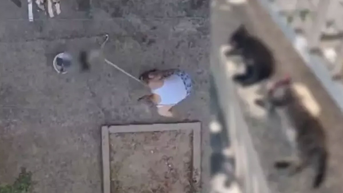 Manisa'da vahşet: 3 yavru kediyi sopayla döve döve öldürdü