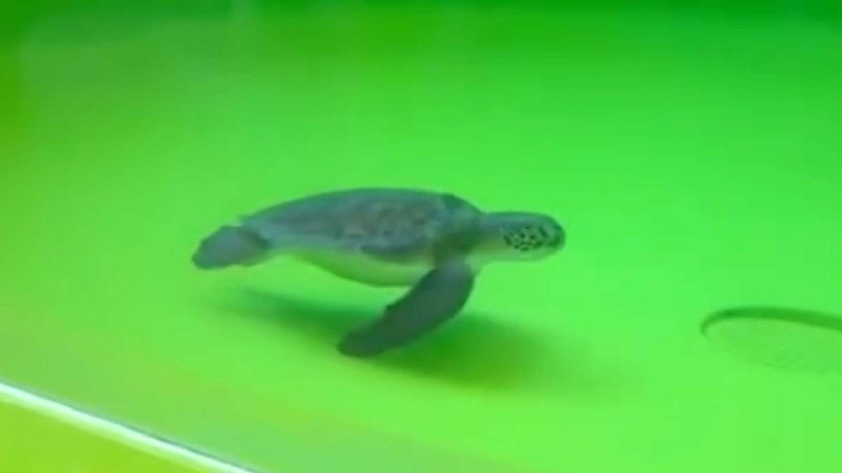 Deniz kaplumbağasının dışkısında 27 plastik atık bulundu