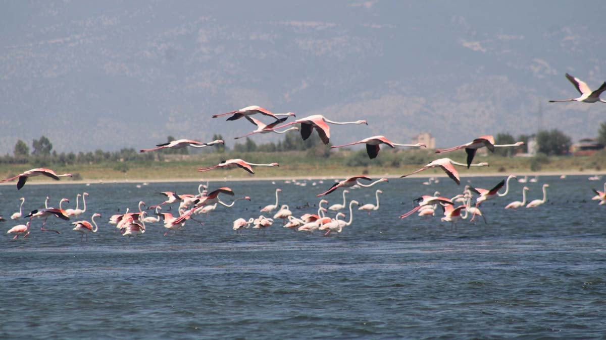 Biyoçeşitliliği tehdit altındaki Bafa Gölü korunuyor