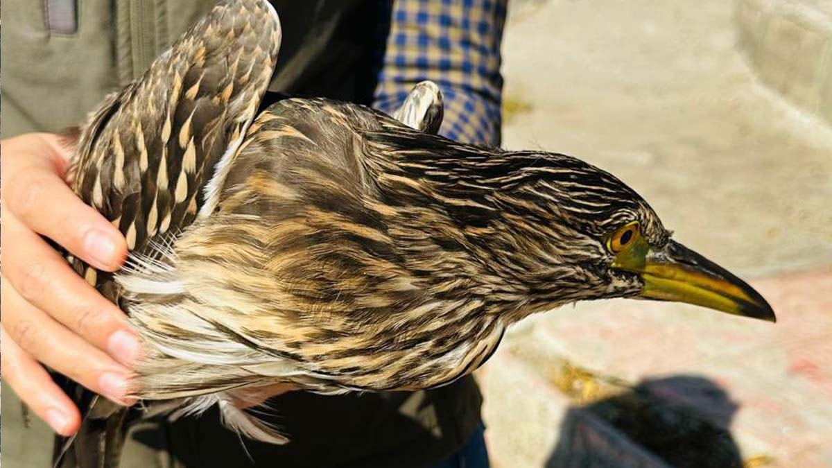 Yaralı bulunan gece balıkçılı kuşu tedaviye alındı
