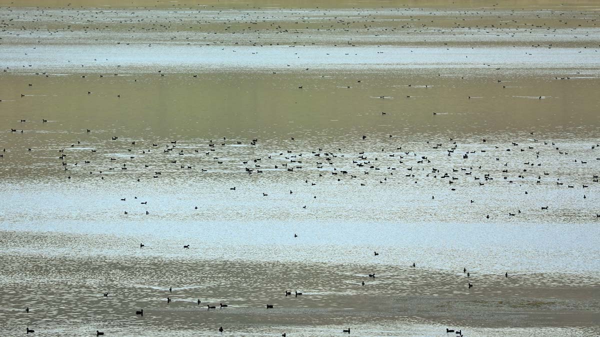 Kavurucu sıcaklarda kuşların yeni yuvası: Balık Gölü