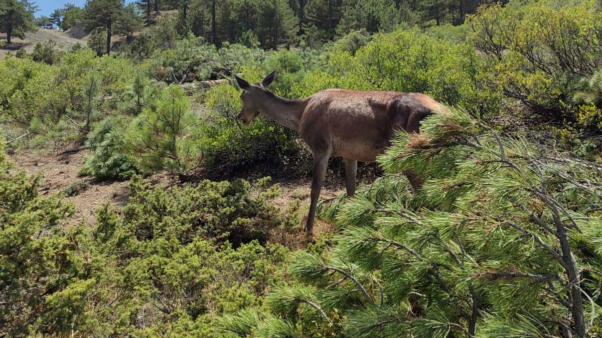 Salda Gölü çevresinde kızıl geyik yavrusu görüldü