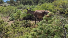 Salda Gölü çevresinde kızıl geyik yavrusu görüldü