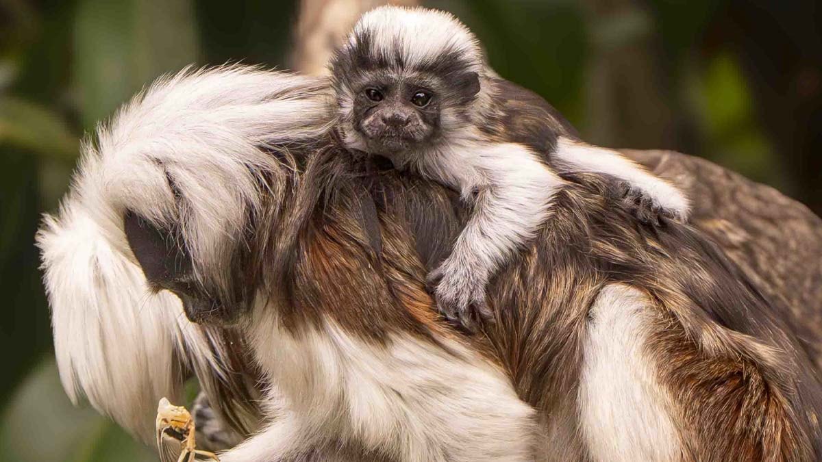 Nesli tükenmekte olan ‘pamuk tepeli’ maymun dünyaya geldi