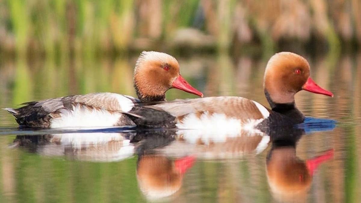 Sultan Sazlığı'nda 301 kuş türü bulunuyor
