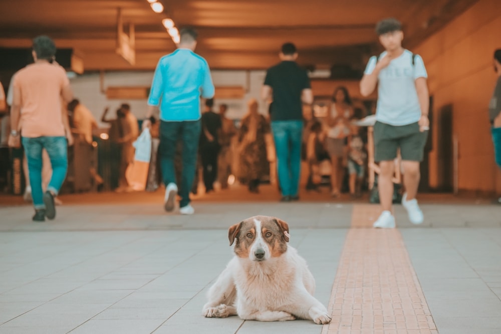 'Katliam yasası' İngiliz turistlerin boykotuna neden oldu