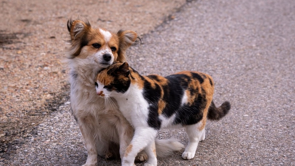 Peş peşe katliam haberlerinin ardından harekete geçildi: İptal başvurusu yapılacak