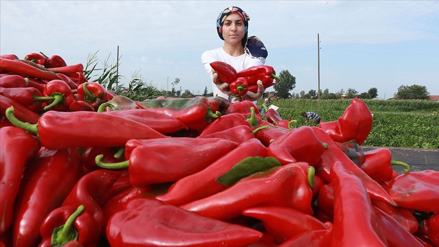 Hatay'da hasadına başlanan kapya biber tarlada alıcı buluyor