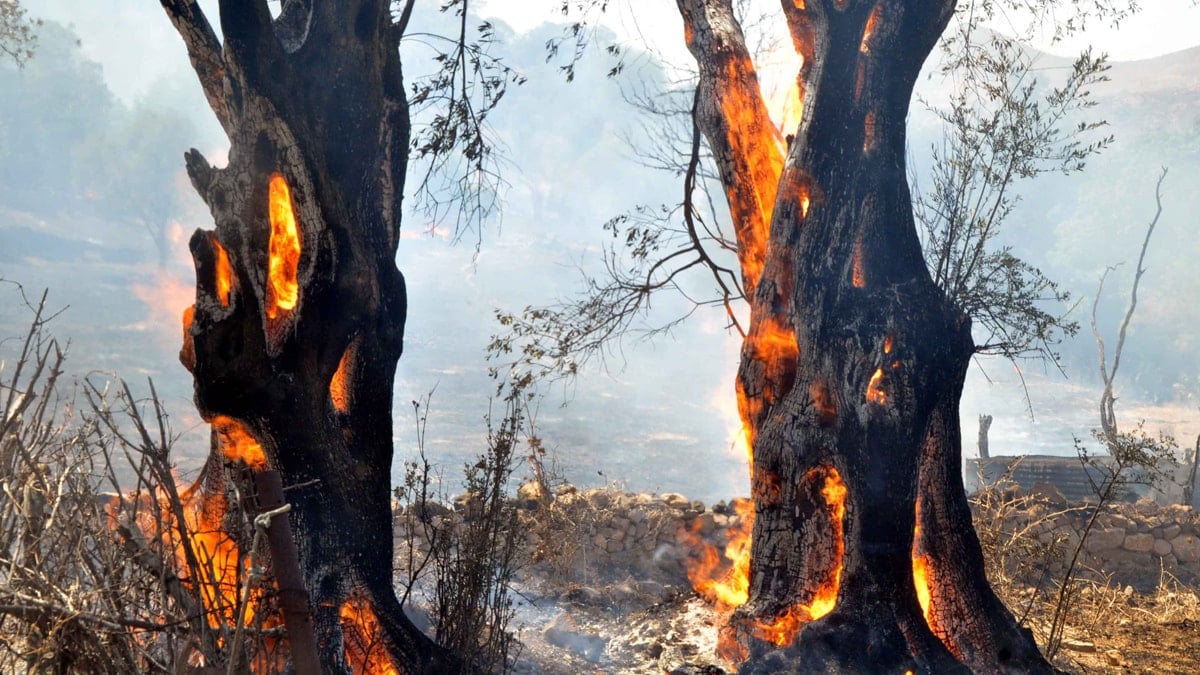 Bodrum'da yangın kâbusu