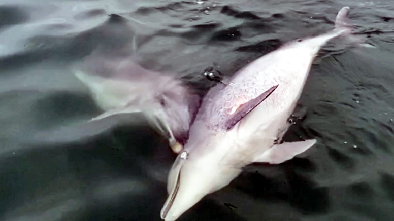 Bilimsel makaleye konu oldu: Ölen yunusu bir başka yunus 6 günde karaya sürükledi