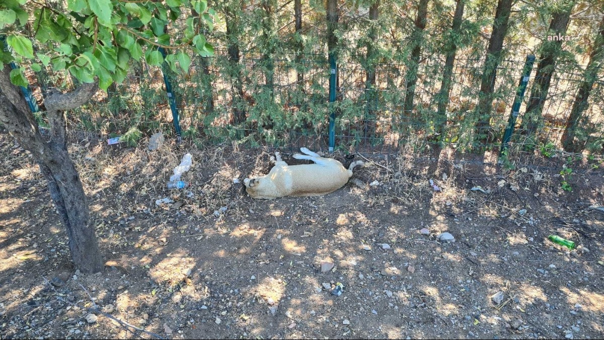 Ankara'da 8 köpek ölü bulundu:  'Zehir verildi' iddiası