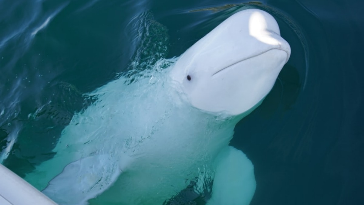 Casus balina Hvaldimir öldü