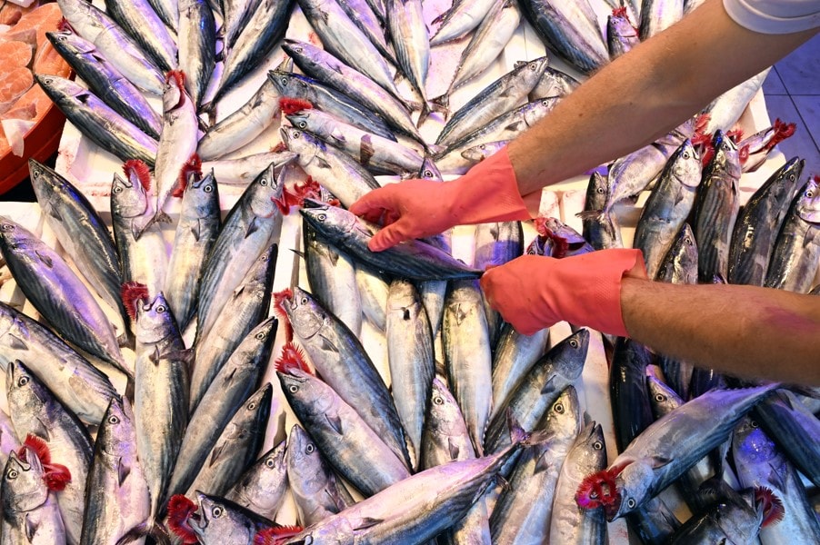 Palamut tezgahları doldurdu... Palamutun tane fiyatı düşüşe geçti