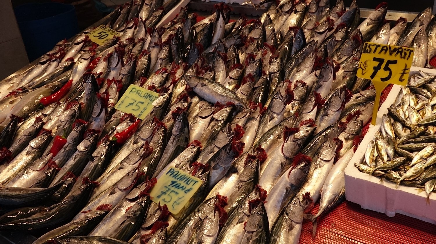 Balıkçıların ağlarını doldurdu, tezgahların en ucuz balığı oldu