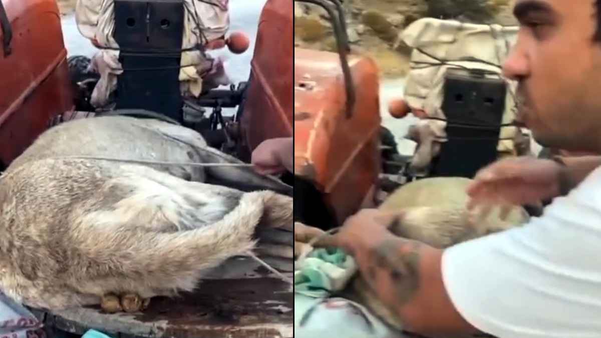 Köpeği traktöre bağlayıp götürdü