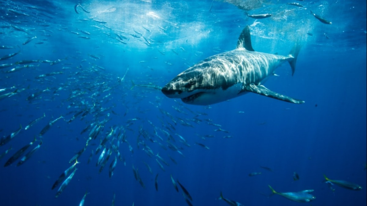 Küresel ısınma etkiledi: Ortamlarını terk ediyorlar