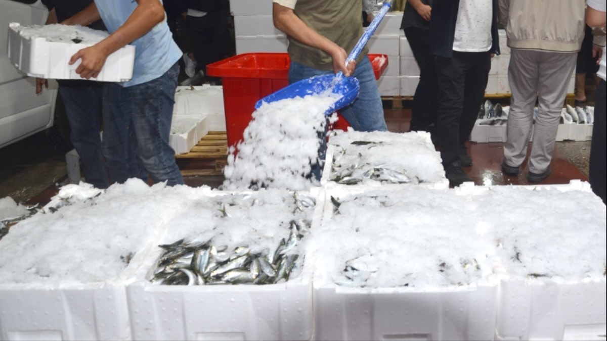 Kocaeli'de yeni sezonun ilk balık mezadı yapıldı