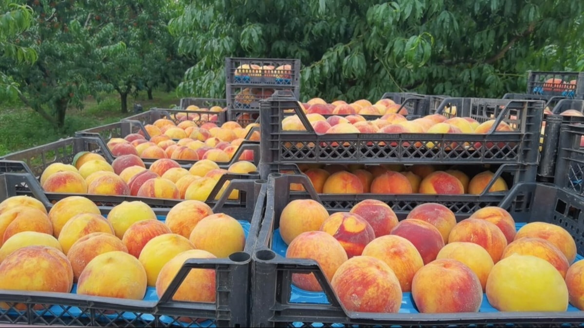 Çiftçi, üretici ve market fiyatı arasındaki farka isyan etti